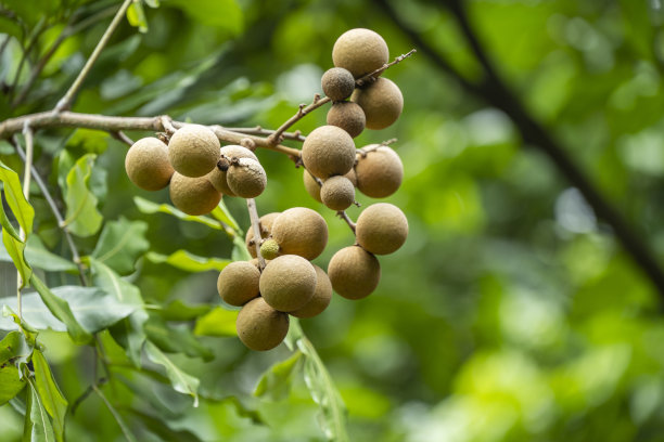 成熟的龙眼挂在果园的树上图片下载