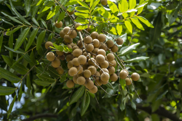 成熟的龙眼挂在果园的树上图片下载