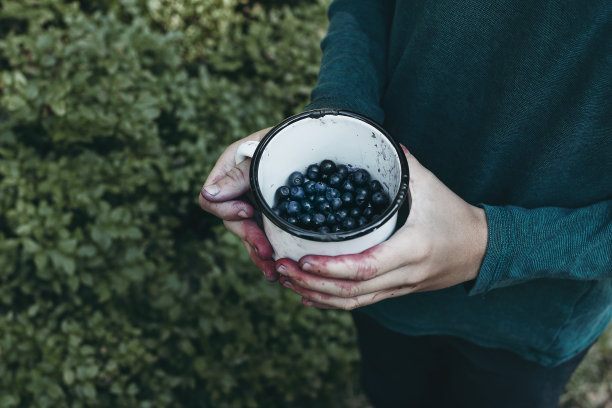 一个穿着绿色t恤的小男孩，手里拿着白色的锡杯，脏手拿着蓝莓。采集采集野生越桔果实。野营旅行概念。模糊穆迪林地，森林背景。图片下载