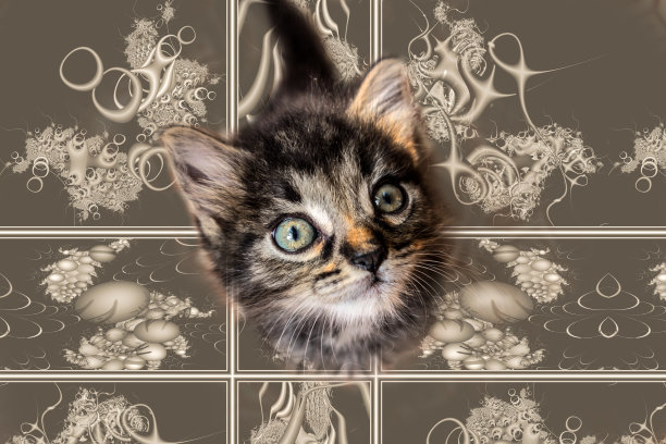 小条纹的小猫图片下载