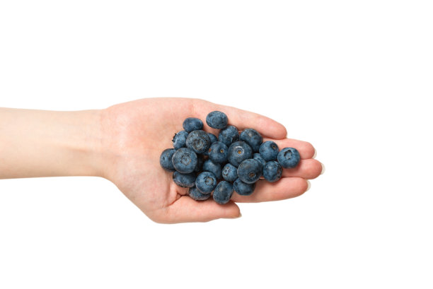 蓝莓保持在白色背景上孤立的手。图片下载