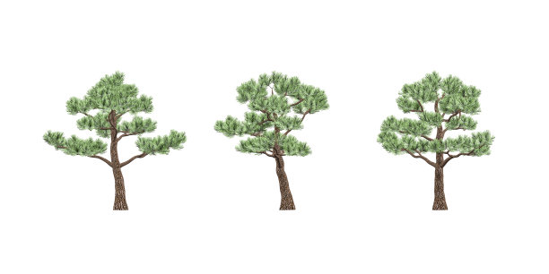 盆景松图片下载