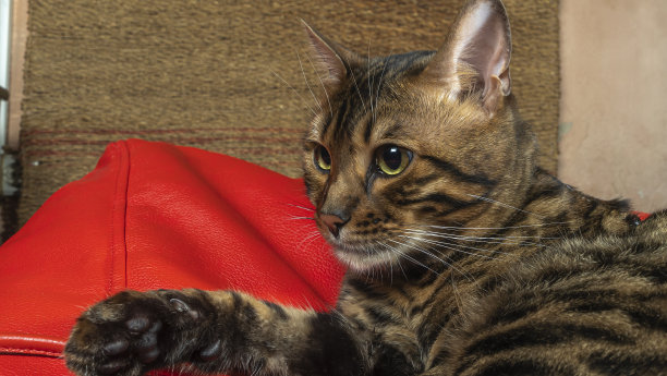 可爱的金色孟加拉猫躺在红色枕头上放松。家畜的概念。图片下载
