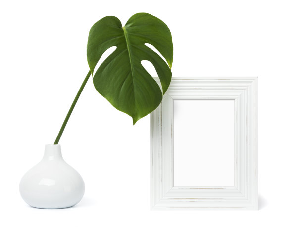 白色木制破旧别致的相框模型与怪兽叶在花瓶上的白色背景图片下载