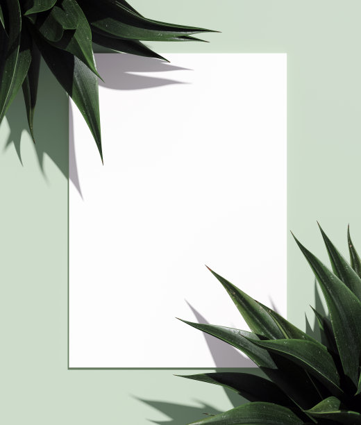 白色的纸和龙舌兰叶在绿色的背景，3d渲染股票图片图片下载