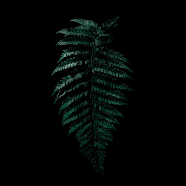 黑暗中的芬图片下载