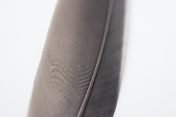 鸽子羽毛的一部分的特写图片下载