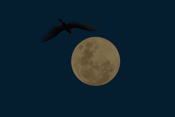 在黑暗的夜晚，满月与鸟的轮廓。图片下载