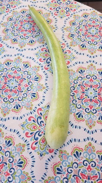 长南瓜蔬菜在意大利被称为Cucuzza图片下载