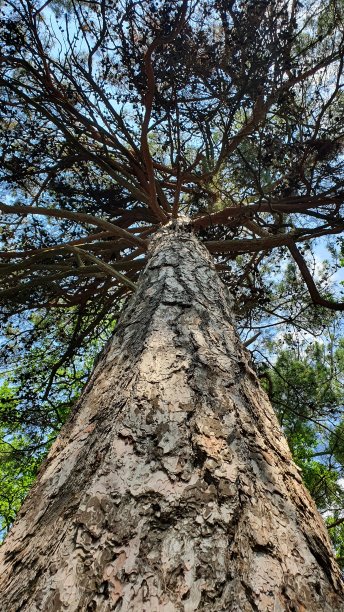 森林里非常漂亮的树图片下载