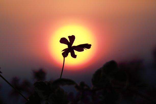 以日落为背景的花图片下载