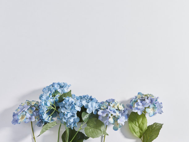 白色背景和各种各样的花朵图片下载