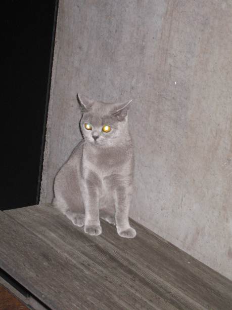 我的银色毛绒朋友图片下载