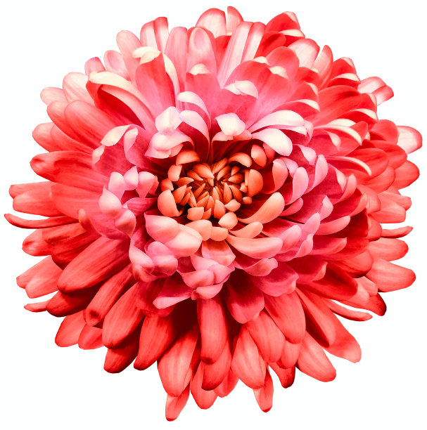 花粉红色菊花。花孤立在白色的背景上。没有阴影与剪切路径。特写镜头。大自然。图片下载