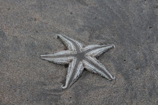 海星图片下载