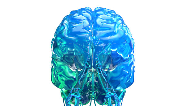 人脑解剖模型，医学插图图片下载