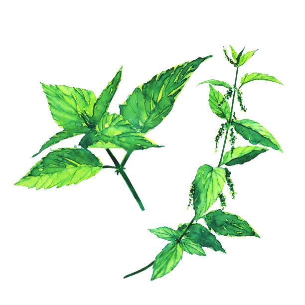 两根刺荨麻枝孤立在白色背景上。水彩手绘插图。荨麻属dioica。药用中草药植物设计。图片下载