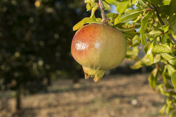 石榴果树栽培田图片下载