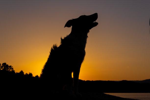 一只边境牧羊犬的剪影，坐在夕阳下的太阳前。有选择性的重点。副本的空间。图片下载