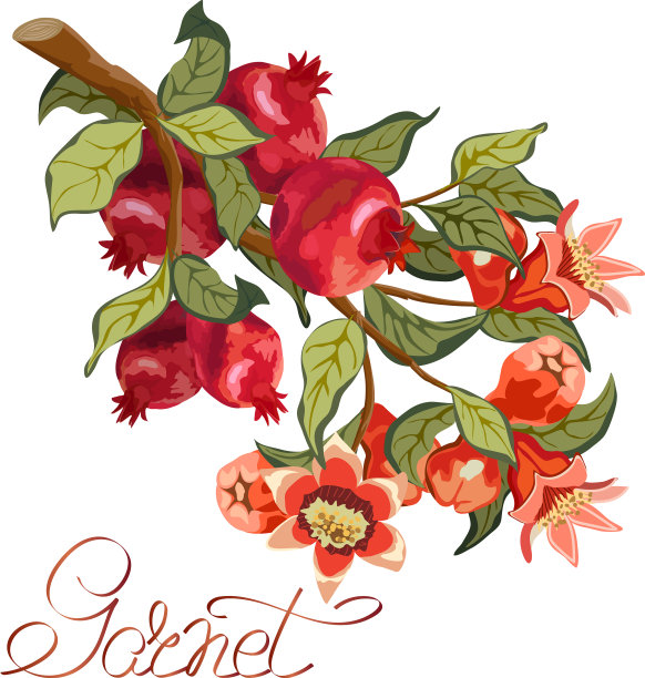 石榴枝颜色鲜艳图片下载