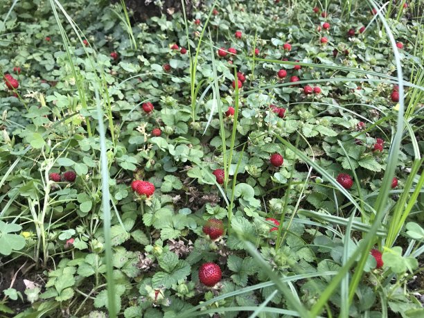 野草莓图片下载