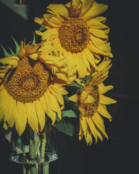 玻璃花瓶里的三束向日葵。一大早。窗外的光线。图片下载