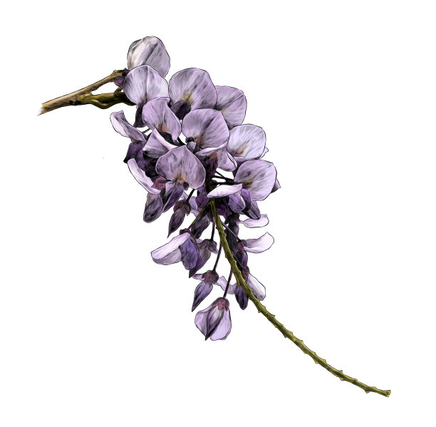 紫藤花分支图片下载