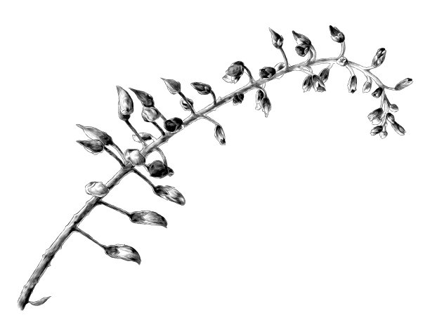 紫藤花:一种带有未开放的闭合花蕾的细枝图片下载