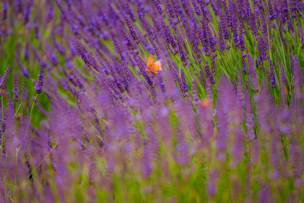 黄蝴蝶在薰衣草公园里飞舞图片下载