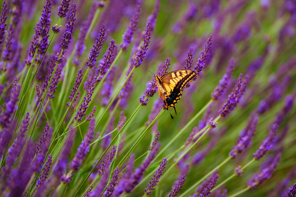 黄蝴蝶在薰衣草公园里飞舞图片下载