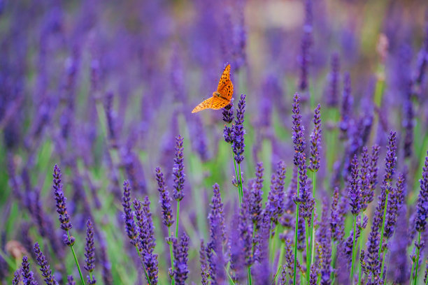 黄蝴蝶在薰衣草公园里飞舞图片下载