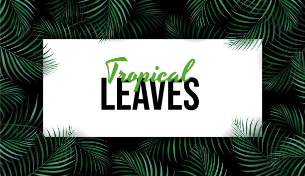 绿色棕榈叶热带背景概念图片下载