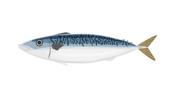 矢量插图一个简单的鲭鱼。图片下载
