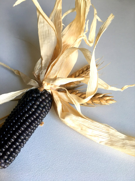 玉米棒子图片下载