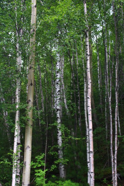 桦树森林夏景图片下载