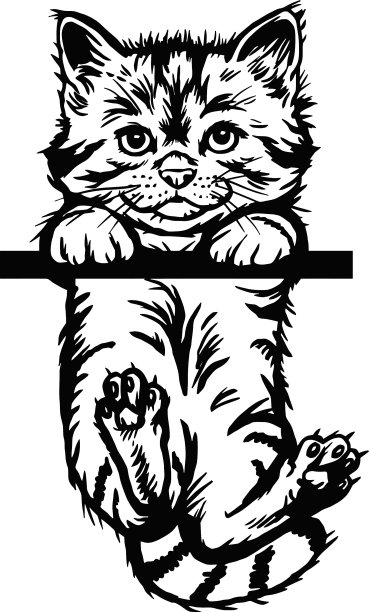 小猫偷看小猫——欢快的小猫孤立了图片下载