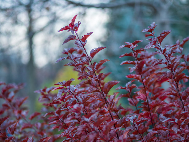 秋天长有深红色叶子的小灌木。一丛丛桔红色叶子的灌木丛。的背景图片。图片下载