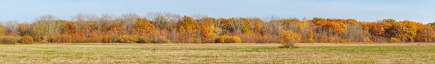 全景:蓝天映衬草地前的秋天森林图片下载