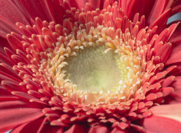 微距照片:彩色花卉绘画图片下载