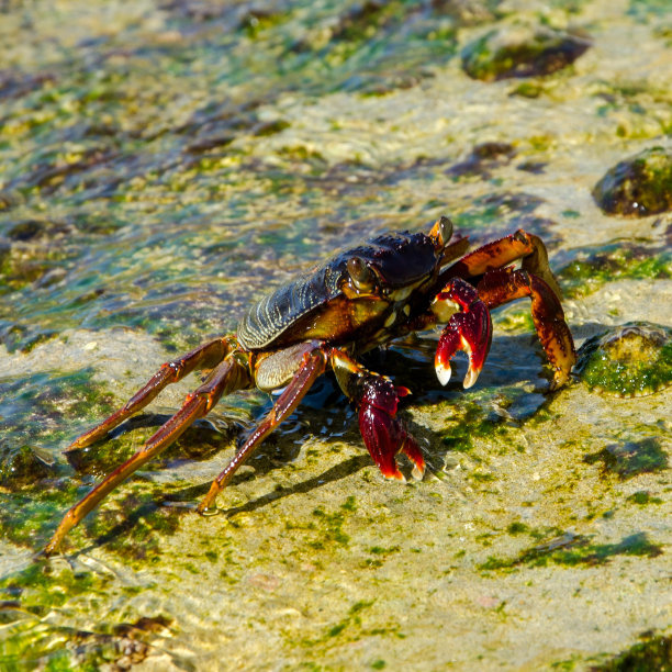 海边的垃圾图片下载