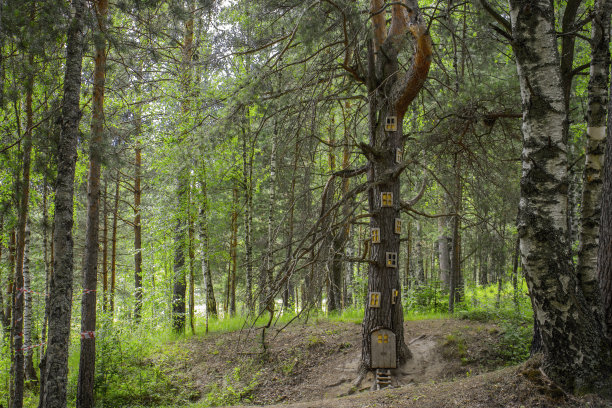 房屋的松鼠图片下载