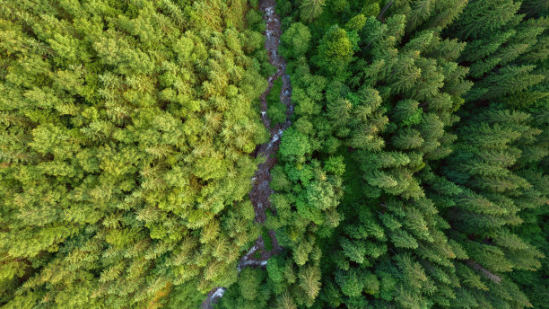 鸟瞰图的溪流流经云杉森林图片下载