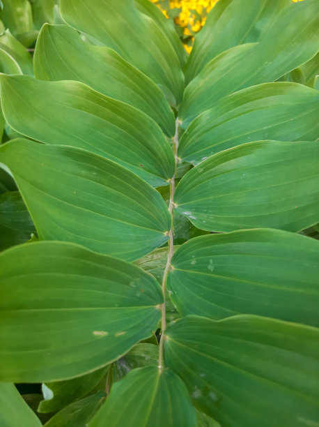 植物茎上的绿叶图片下载