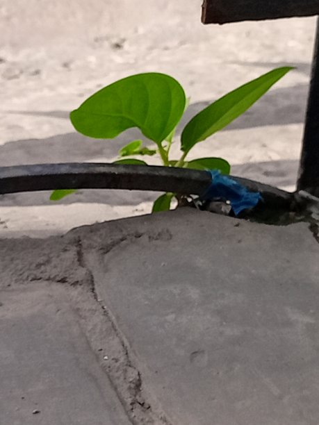 自然之美图片下载