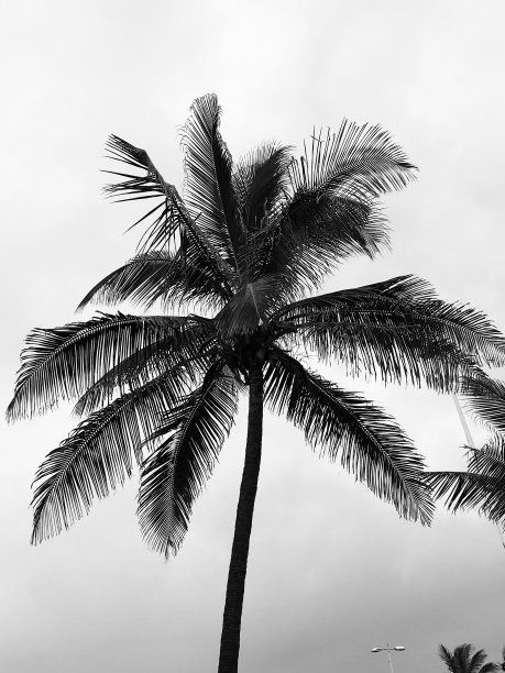 椰子树枝图片下载