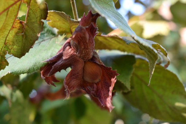 榛果“红饼干”水果的特写照片。一种具有极具吸引力的叶子和彩色坚果的自生和充满活力的树。图片下载