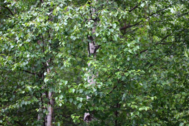 桦树森林茂密，叶面丰满图片下载