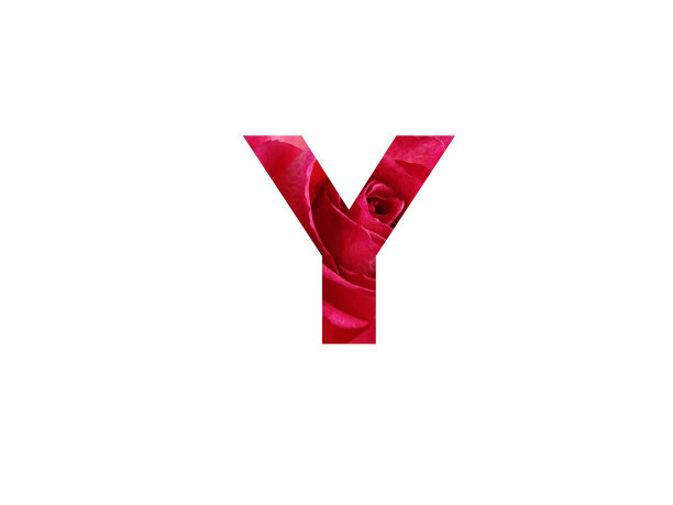 字母Y由一张红玫瑰的照片组成图片下载
