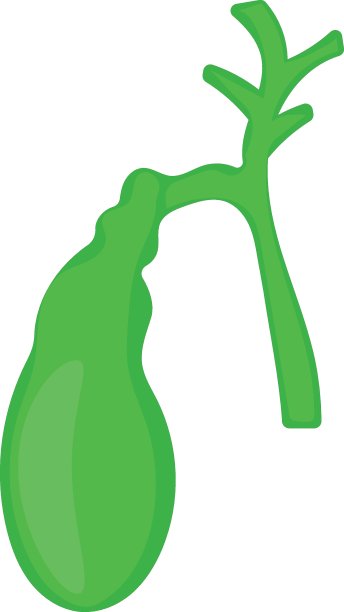 胆囊概念，胆囊矢量颜色图标设计，器官系统符号，人体解剖符号，人体零件图库图片下载