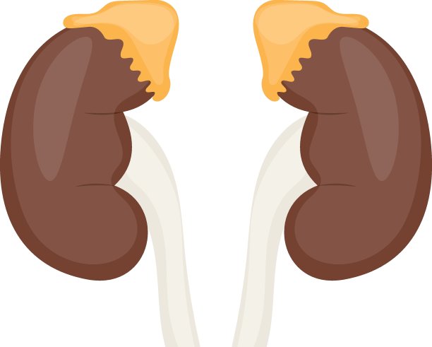 肾上腺和肾脏概念矢量颜色图标设计，器官系统符号，人体解剖符号，人体零件图库图片下载